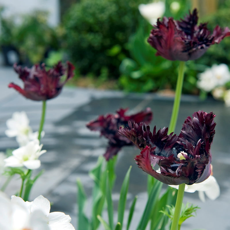 A Trio of Fringed Black Parrot Tulips