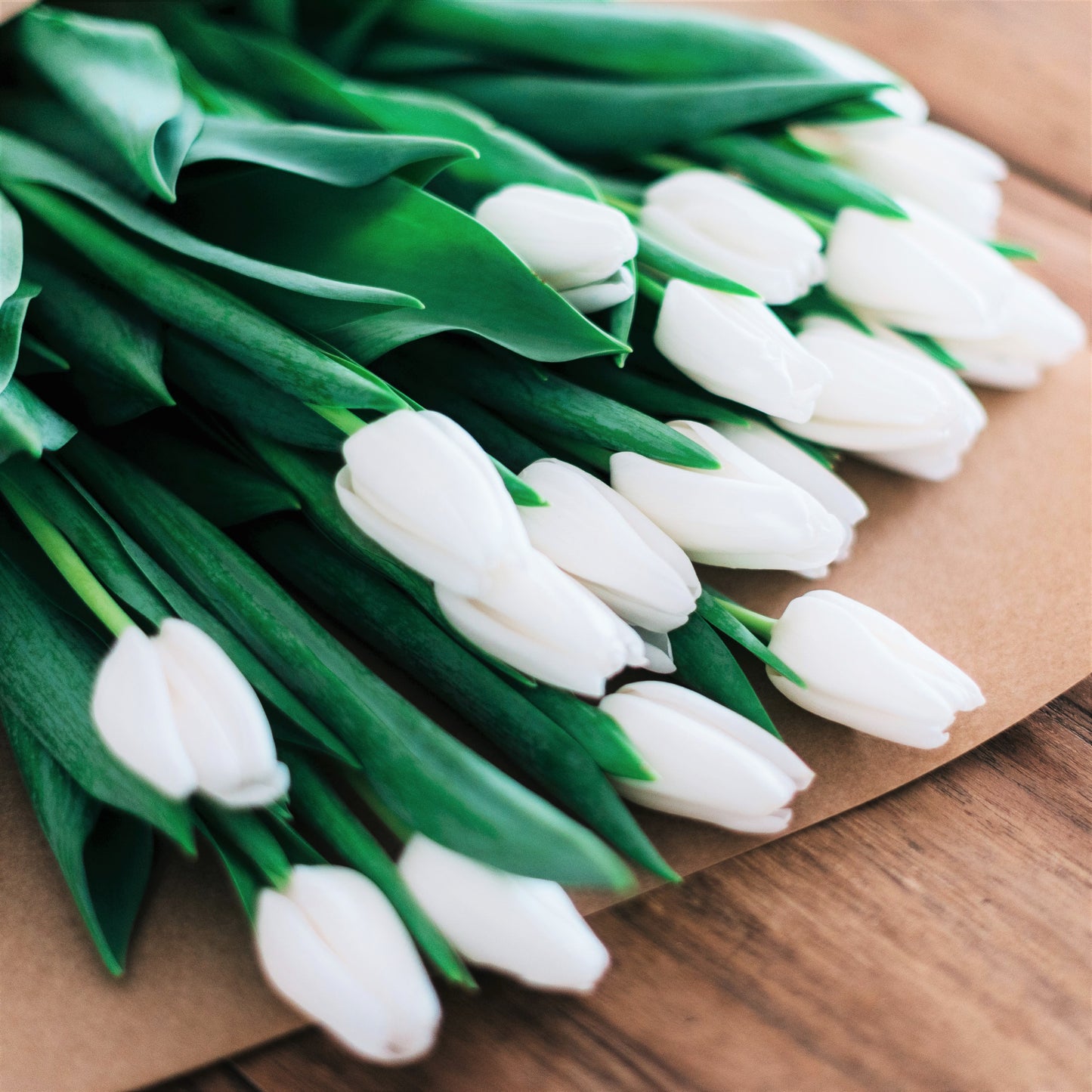 Flat Laying Cut Bouquet of Maureen Tulips