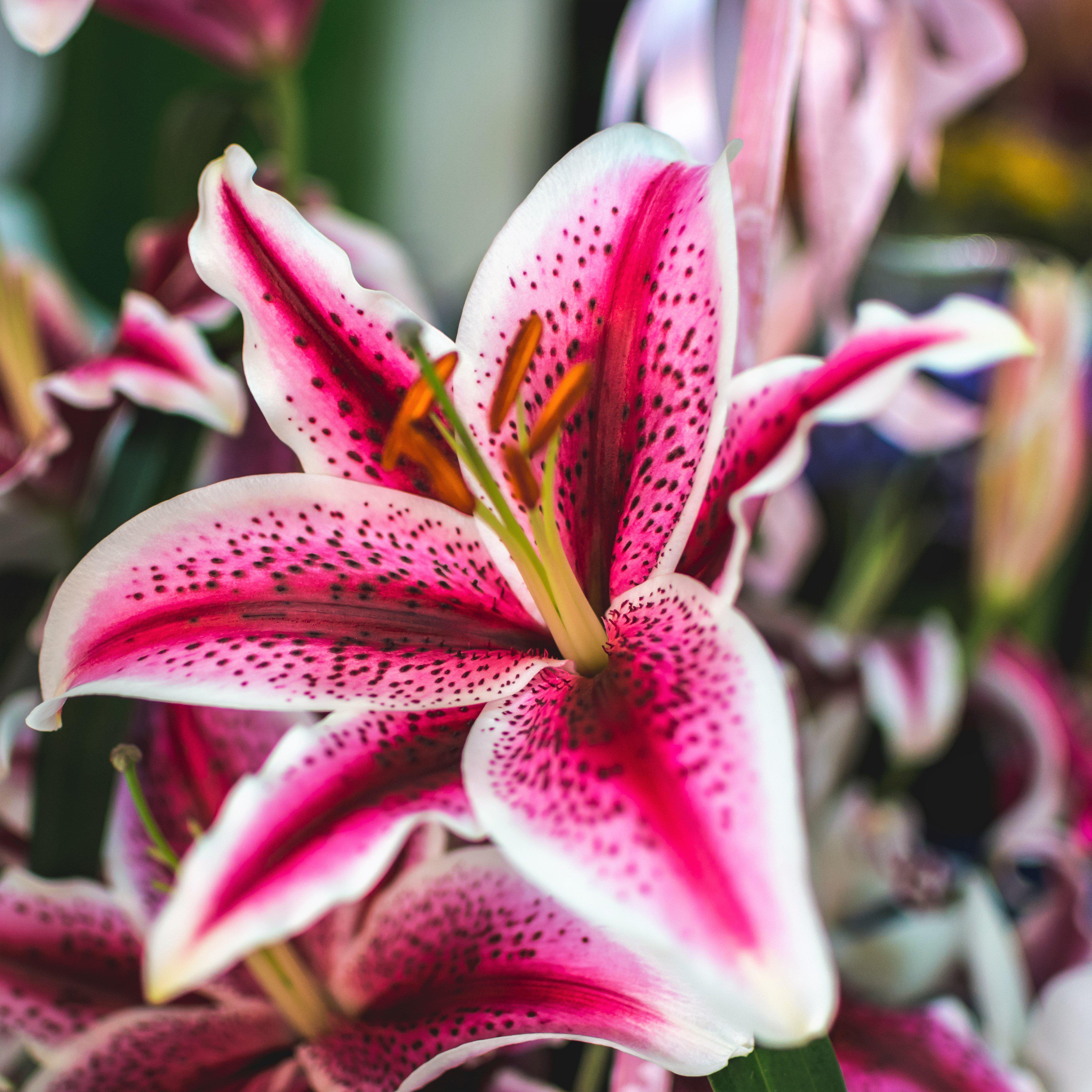 lily starlight flower Fragrant Red Oriental Lily Bulbs for Sale Online