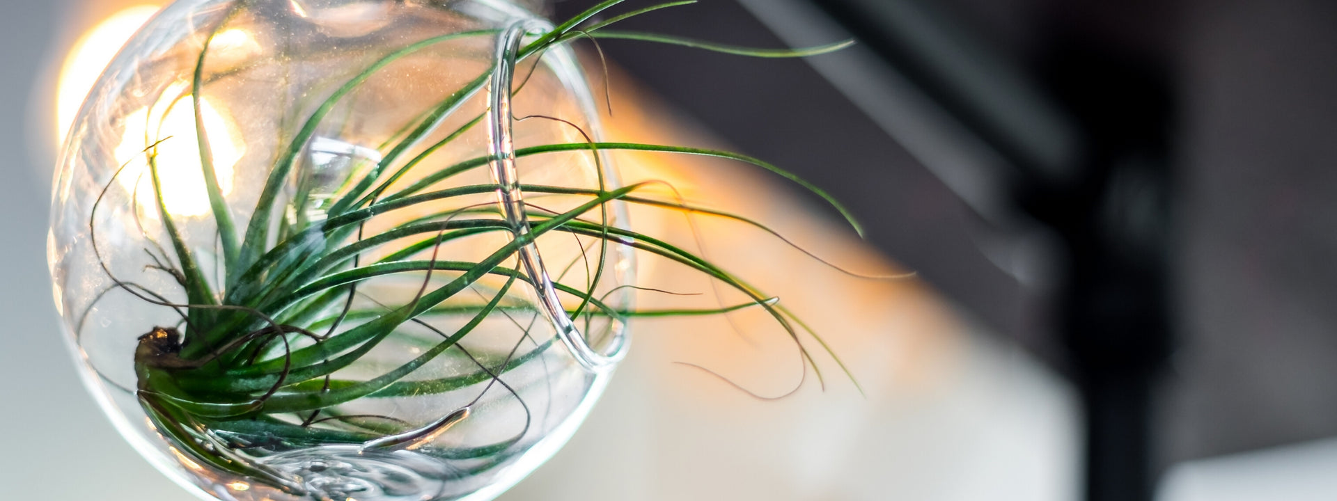 Get Crafty With Air Plants  Easy To Grow Bulbs