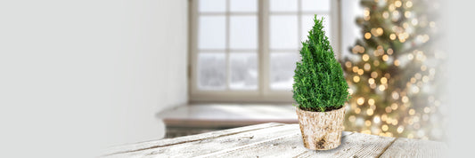 How to Care for Indoor Tabletop Trees