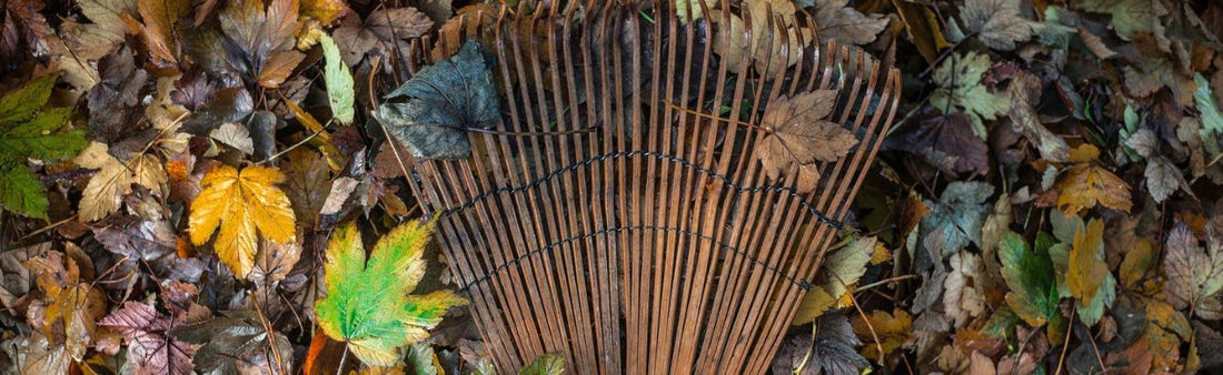 October Gardening Checklist: What to Do This Month