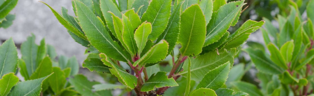 How to Harvest Bay Laurel Leaves: Growing & Drying Tips