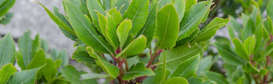 How to Harvest Bay Laurel Leaves: Growing & Drying Tips