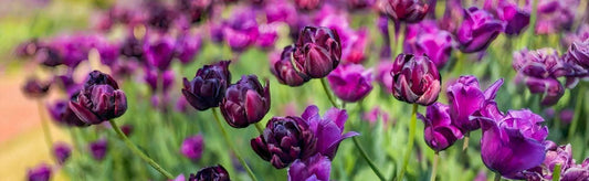 How to Create a Goth Garden: Romantic, Dramatic & Beautiful