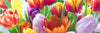 10 Best Spring Blooming Cut Flower Bulbs