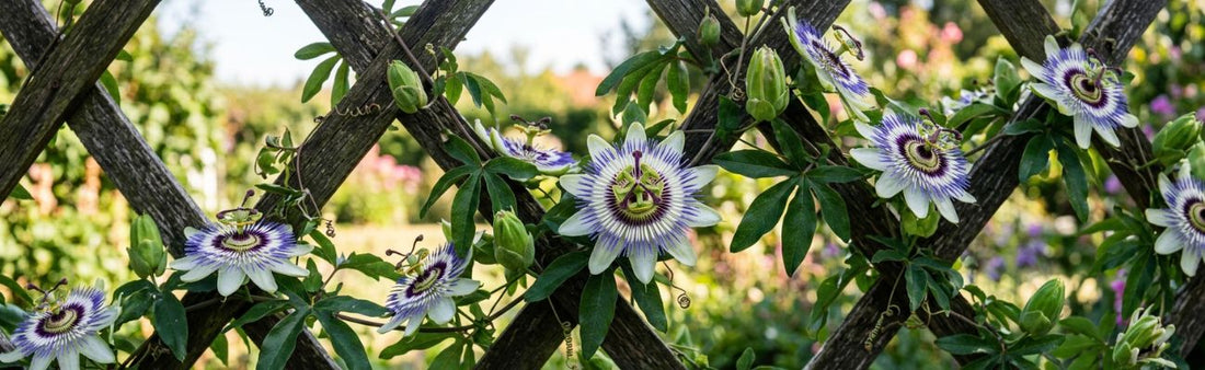 How to Grow and Harvest Passiflora: Passion Flower Care Guide