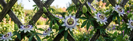 How to Grow and Harvest Passiflora: Passion Flower Care Guide