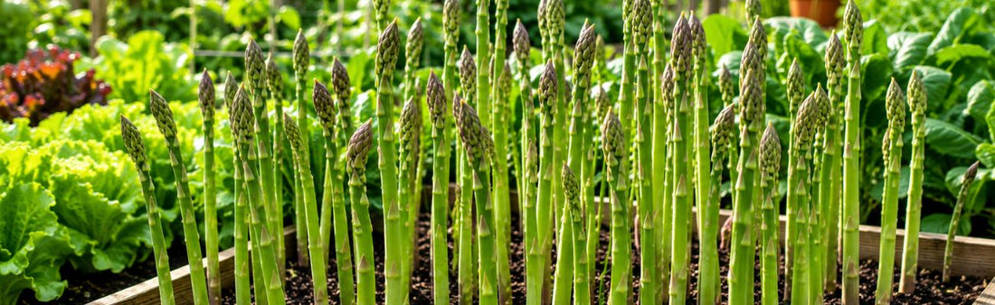 How to Plant and Harvest Asparagus: A Beginner's Growing Guide