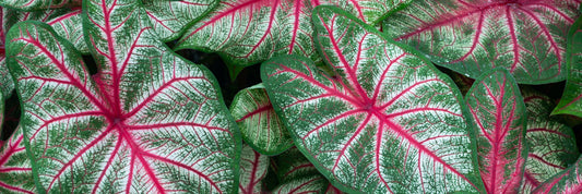 How to Grow and Enjoy Caladiums