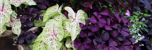 7 Container Gardening Mistakes