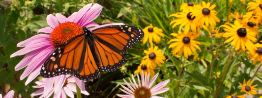 How to Plant a Pollinator Garden