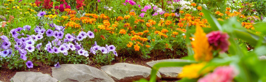 Garden Pest Control: Common Garden Pests and How to Protect Your Plants