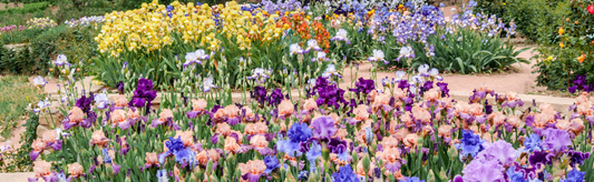 Bearded Iris Rhizomes: How to Plant and Care for Stunning Blooms