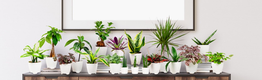 Houseplant Care Tips: How to Keep Indoor Plants Healthy Year-Round