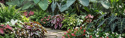 How to Grow Alocasia and Colocasia: A Complete Growing Guide