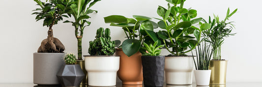 Houseplants