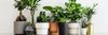 Winter Care for Houseplants