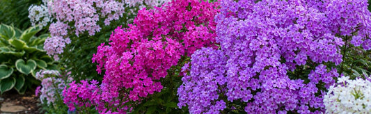 How to Grow Phlox Successfully: A Complete Garden Guide