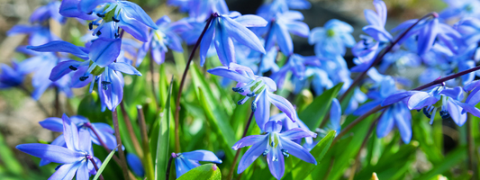 Planning a Shade-Loving Bulb Garden