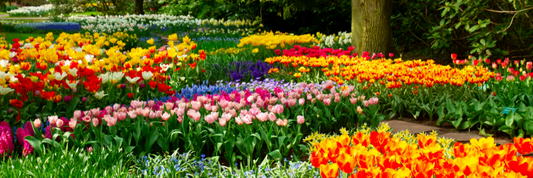 Planting Bulbs for Beginners: A Simple Step-by-Step Guide