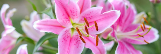 Why Do People Love Stargazer Lilies So Much?