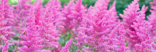 Pink Astilbe Flowers - Bulbs for Shade