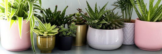 succulents for sale 