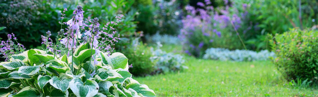 Best Summer Bulbs for a Shady Garden
