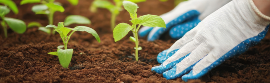 Soil Health Guide: How to Build Better Soil for a Thriving Garden