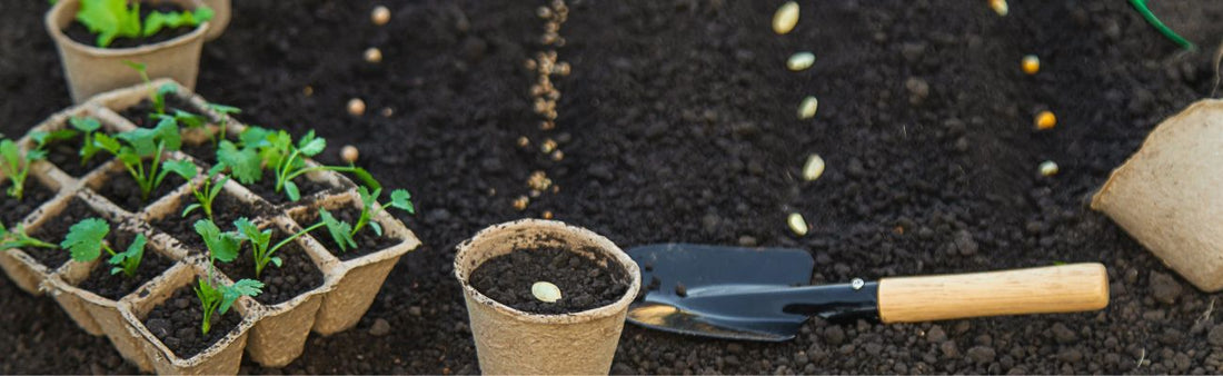 How to Harden Off Seedlings: A Simple Step-by-Step Guide