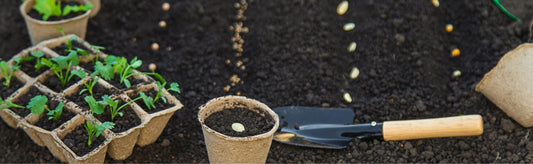 How to Harden Off Seedlings: A Simple Step-by-Step Guide