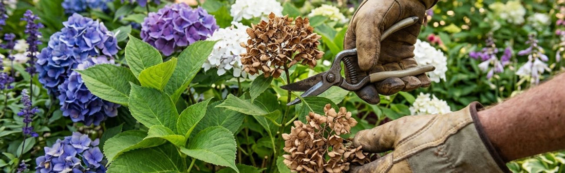 How Pruning and Trimming Plants Encourages Healthy New Growth