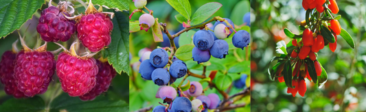 An Edible Garden Is One of the Best Gardens You Can Grow