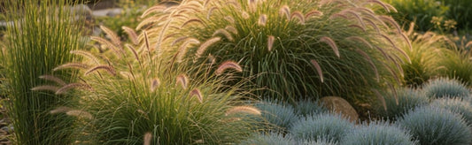 Best Garden Fillers: Plants That Add Texture and Fullness