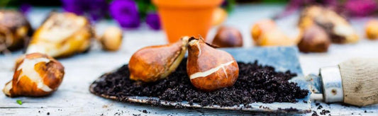 When to Plant Fall-Planted Flower Bulbs for the Best Spring Blooms