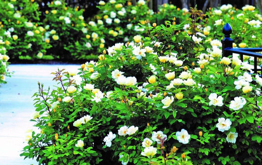 Why Knock Out® Roses Will Knock Your Socks Off