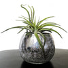 Tillandsia - How to Care for Air Plants