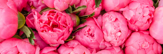 Best Plants for Your Growing Zone and Climate