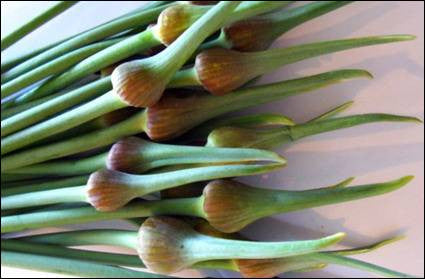 Garlic Tips