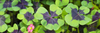 Get Lucky With Oxalis!