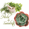 Succulents & Herbs - Perfect Companion Plants!