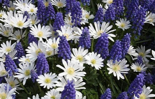 The Secret to Massively Increased Blooms in Same Space! - Flower Bulb Layering