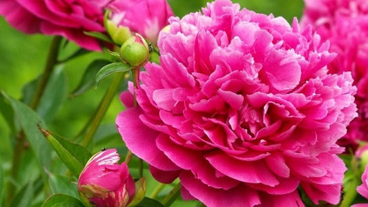 Peony Tips for Warm Region Gardeners