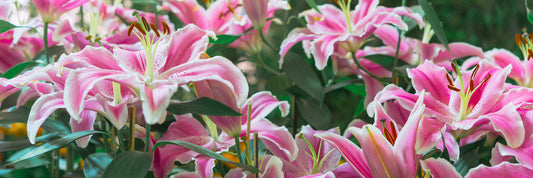 Jim's 5 Favorite Bulbs