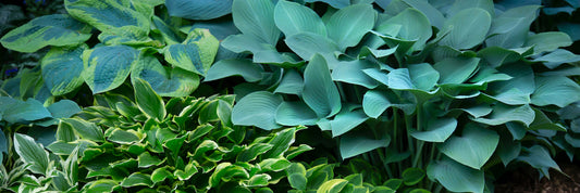 Hostas in a Garden