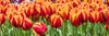 Everything You Need to Know About Tulips!