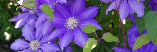 Early Bloomers for a Gorgeous Garden