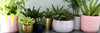 When to Move Houseplants Up to the Next Size