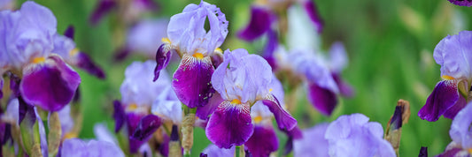 Sensational Color & Fragrance for Your Garden - Reblooming Bearded Iris